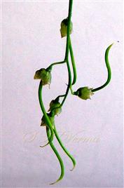  Legumes (Young)